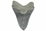Fossil Megalodon Tooth - South Carolina #365753-2